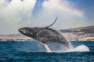 A humpback whale breaches from the water off the coast of Lahaina, Maui, with a rainbow in the background