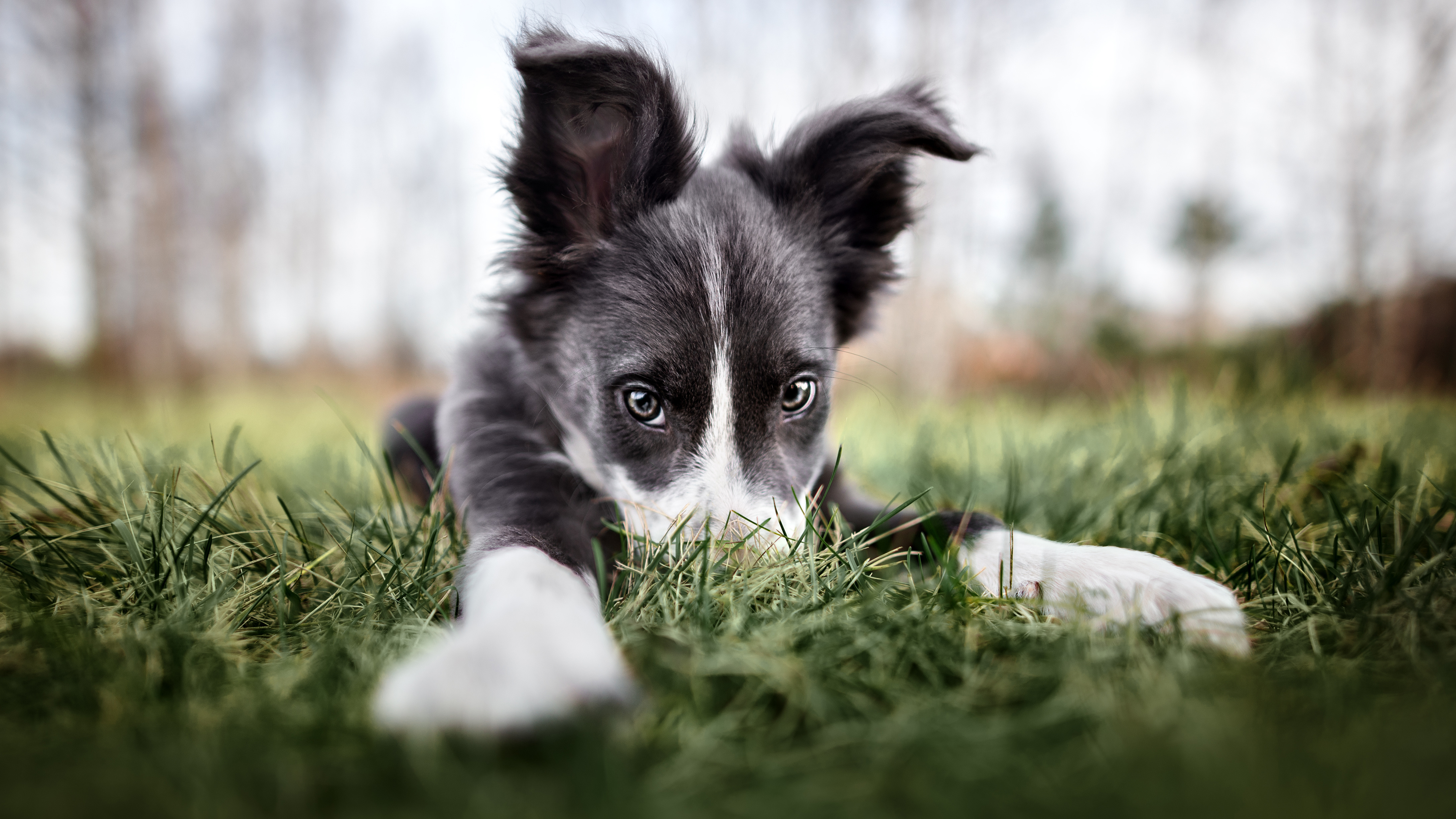 funny border collie puppy hiding nose in the grass, wide angle shot