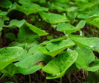 Wild ginger with green foliage in a woodland garden