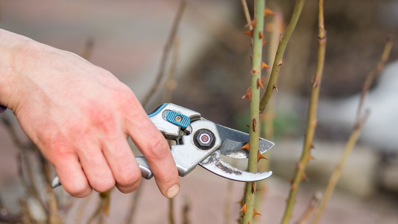 Rose pruning with metal secateurs