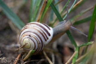 White-lipped snail