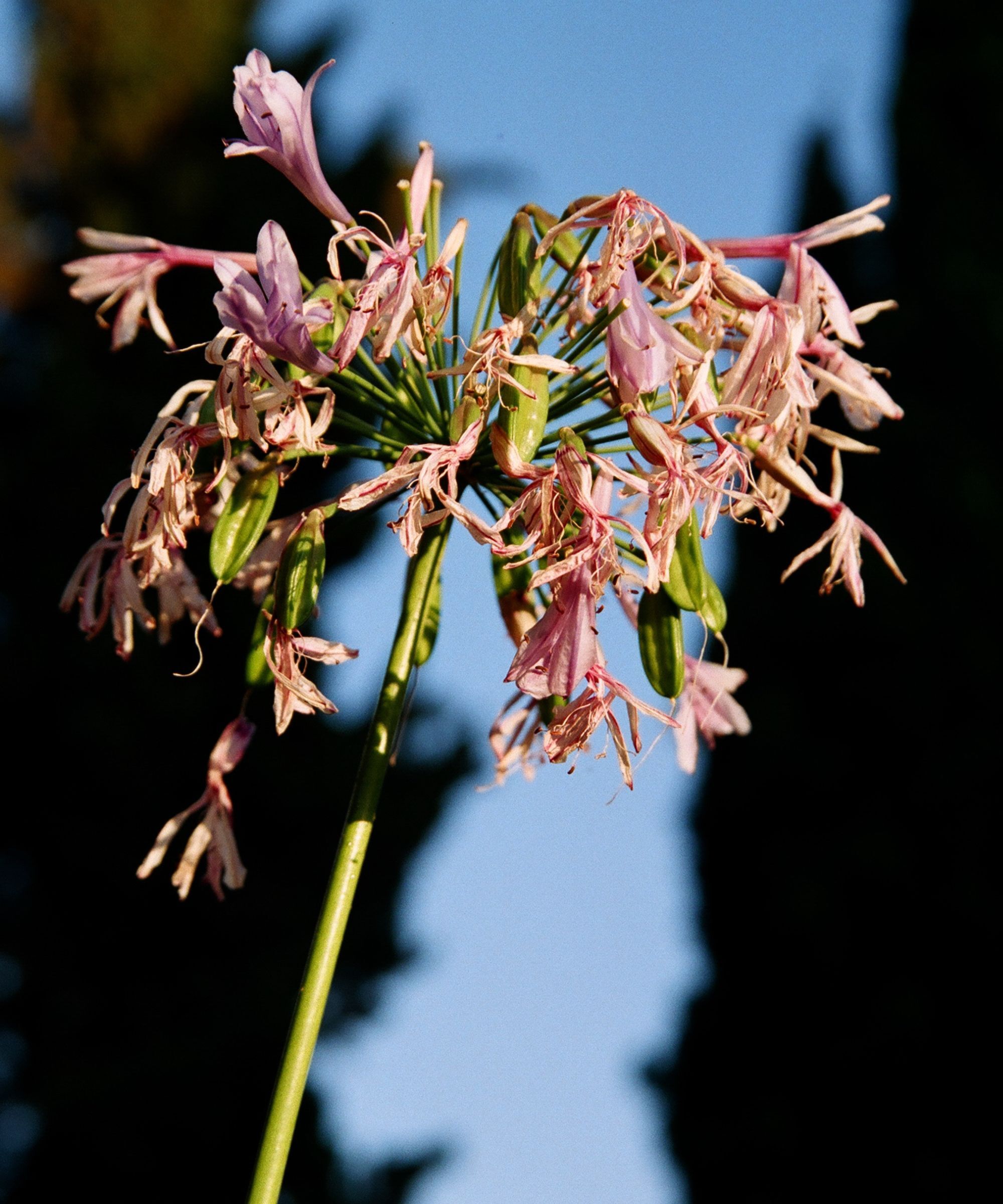 A wilting and dying agapanthus plant