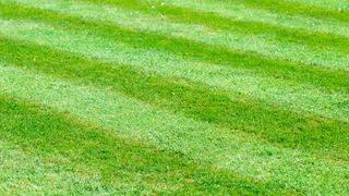 Stripes cut into a freshly mown lawn