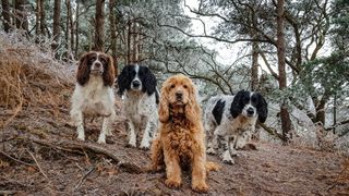 Group of cocker and springer spaniels