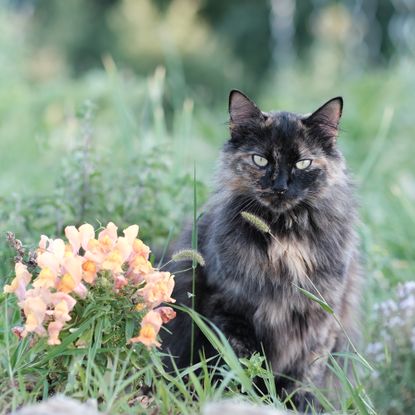 Long haired cat in flower garden