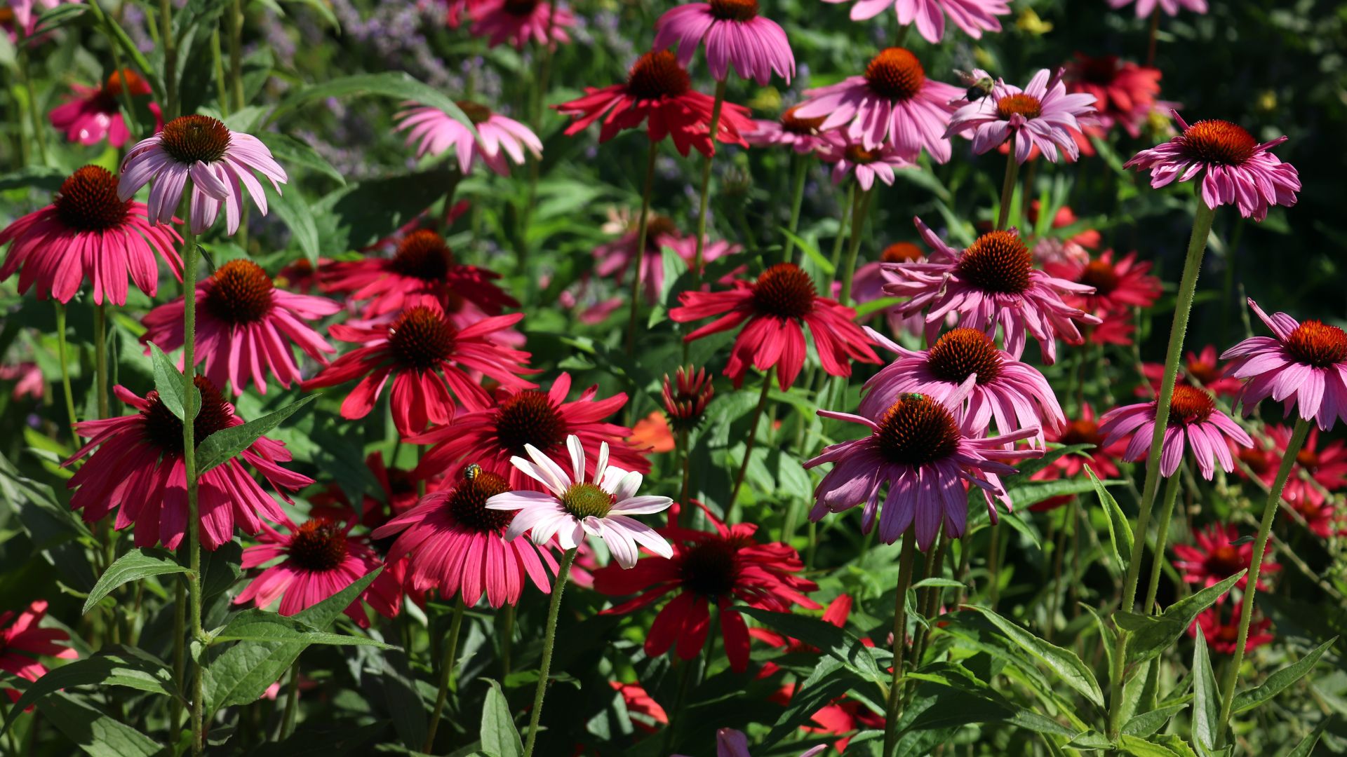 picture pink and deep pink echinacea flowers