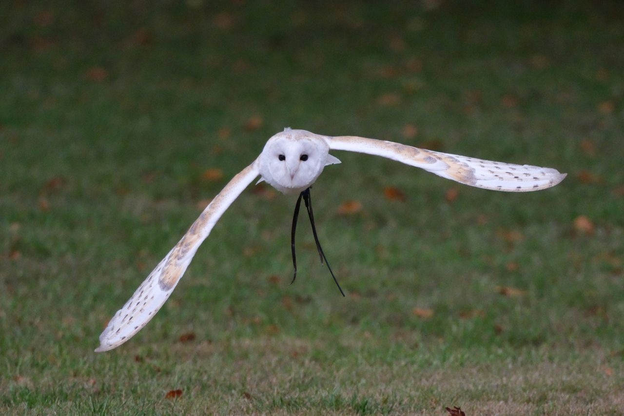 A photo of a bird of prey captured using a Fujifilm X-H2S and XF 400mm F4.5 R LM OIS WR telephoto lens