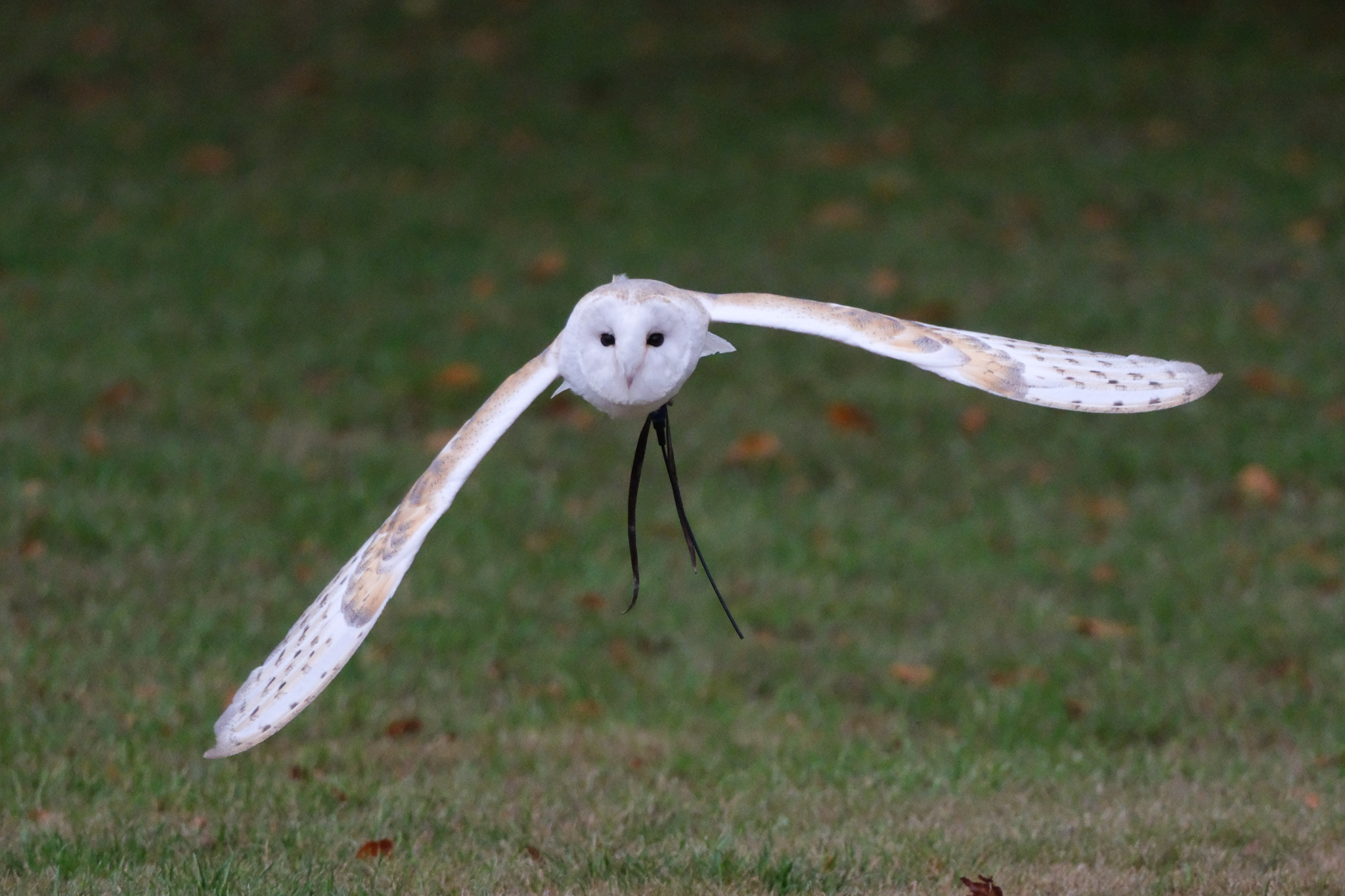 A photo of a bird of prey captured using a Fujifilm X-H2S and XF 400mm F4.5 R LM OIS WR telephoto lens