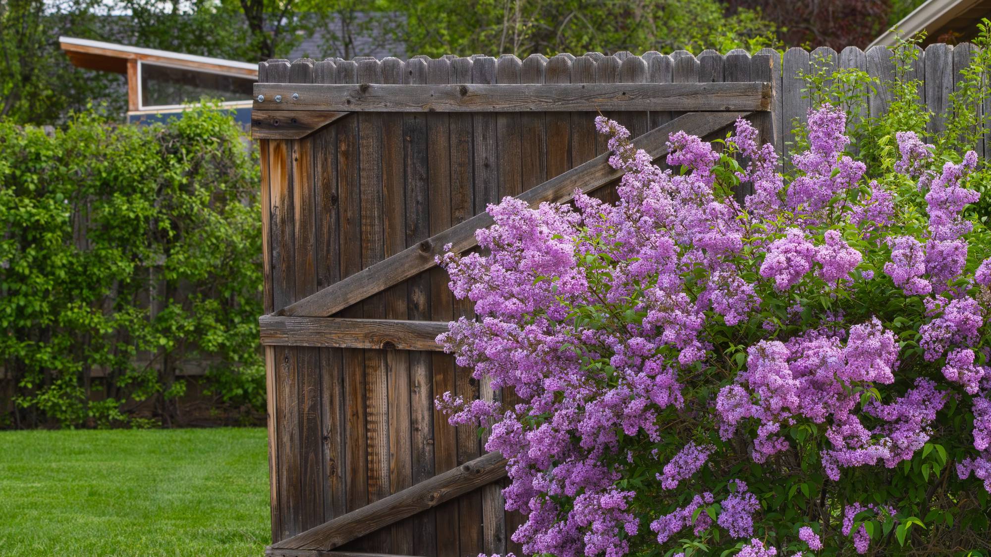 Purple lilac bush next to fence