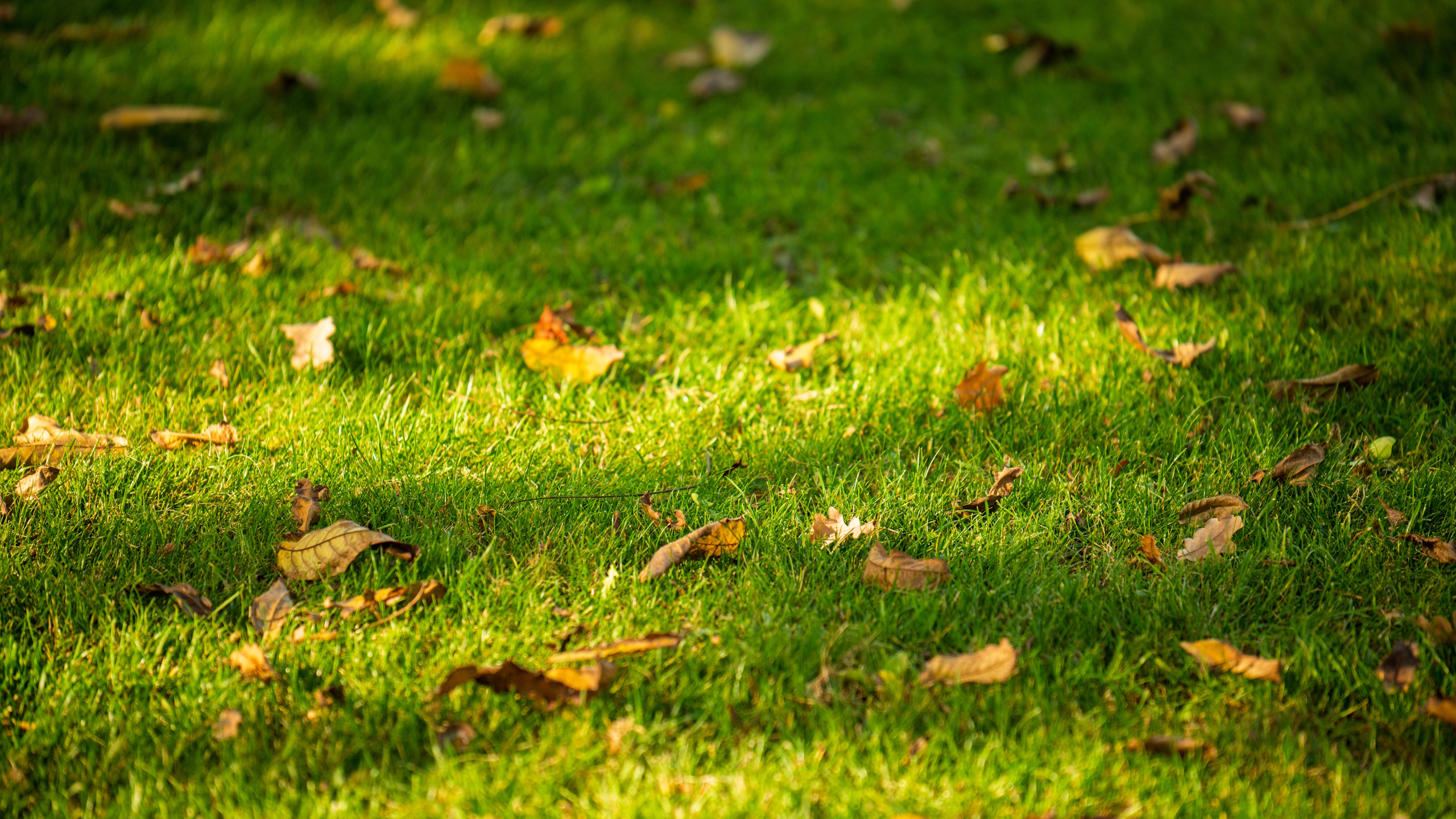 A lawn with leaves scattered on the grass in the fall