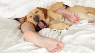 Labrador Retriever tangled up in person's feet in bed, yawning