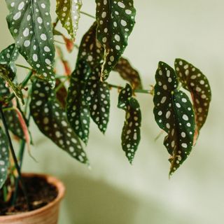 Polka dot plant close up