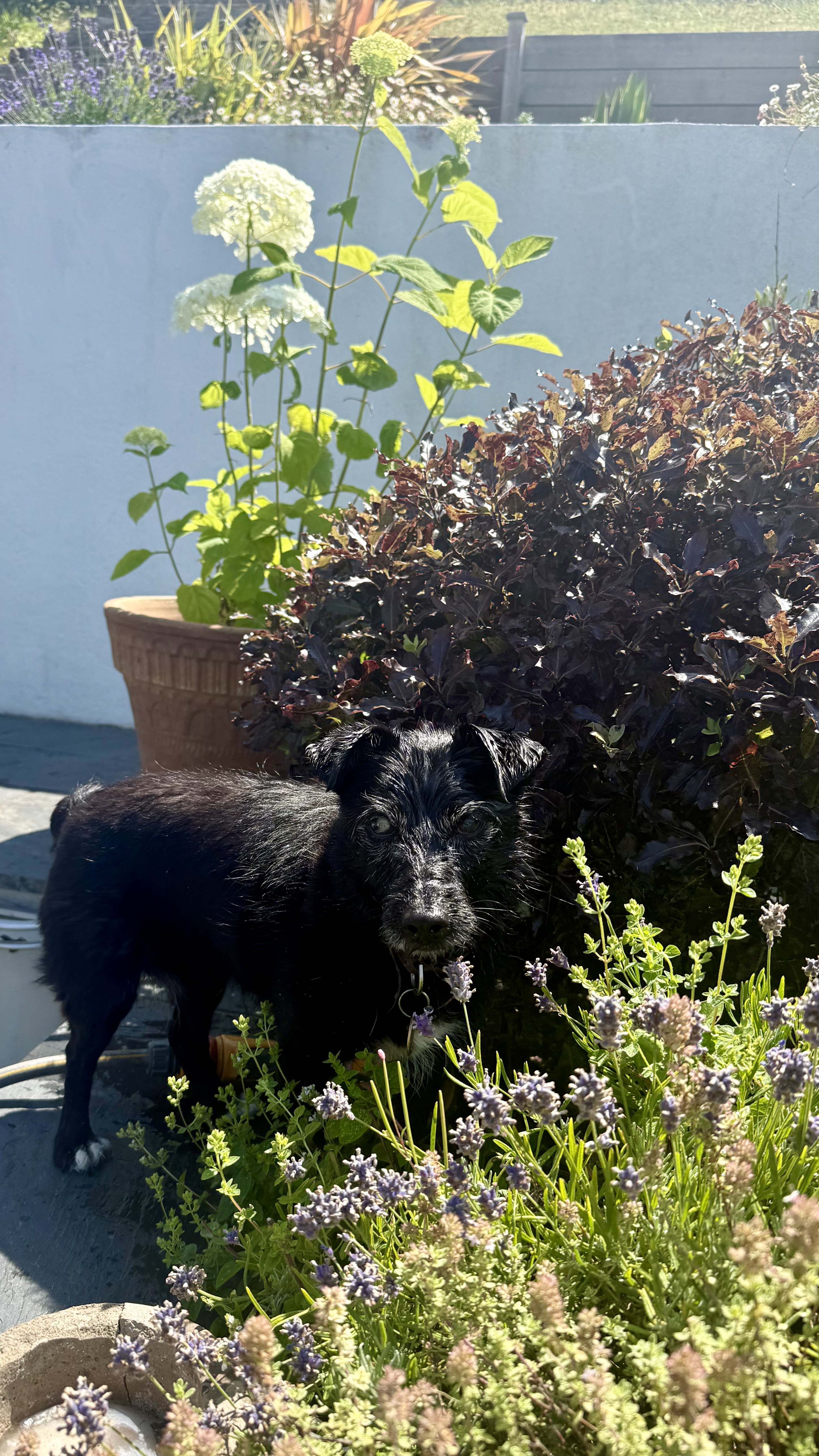 A black Patterjack standing in a blousy garden