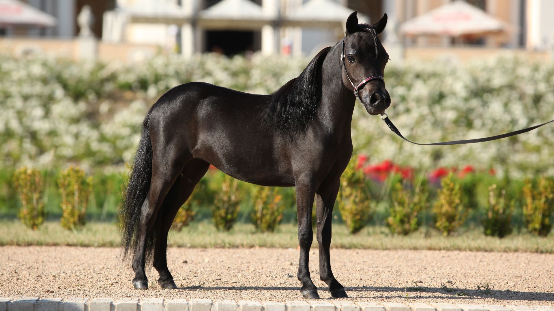 slender black american miniature horse