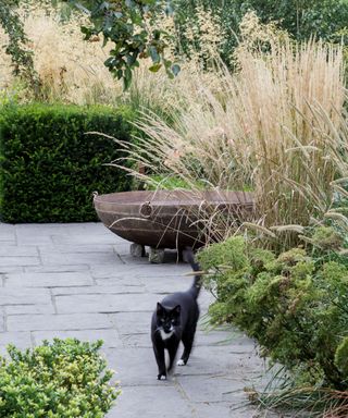 An example of how to grow ornamental grasses showing a courtyard garden with ornamental grasses and a black cat