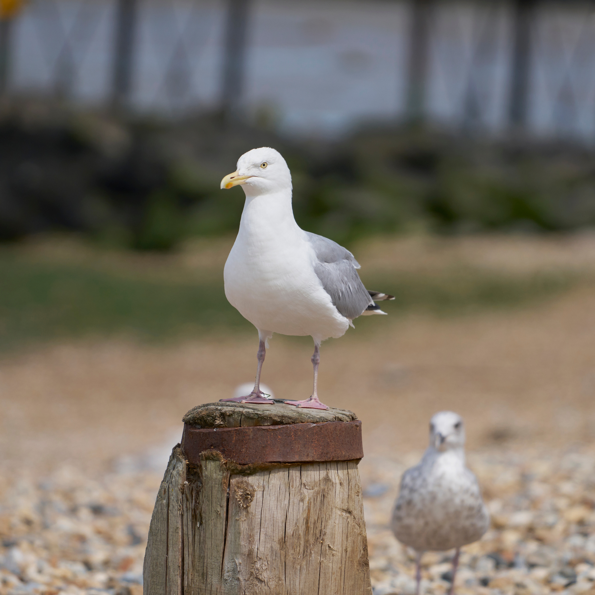 Seagulls at the beach.