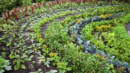 Rows of vegetables and crops in a garden