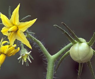 Tomato flowers and fruit developing on the plant