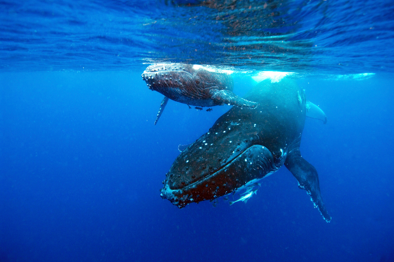 A humpback whale and calf in the ocean