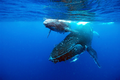 A humpback whale and calf in the ocean
