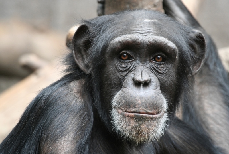 Close-up of chimpanzee face.