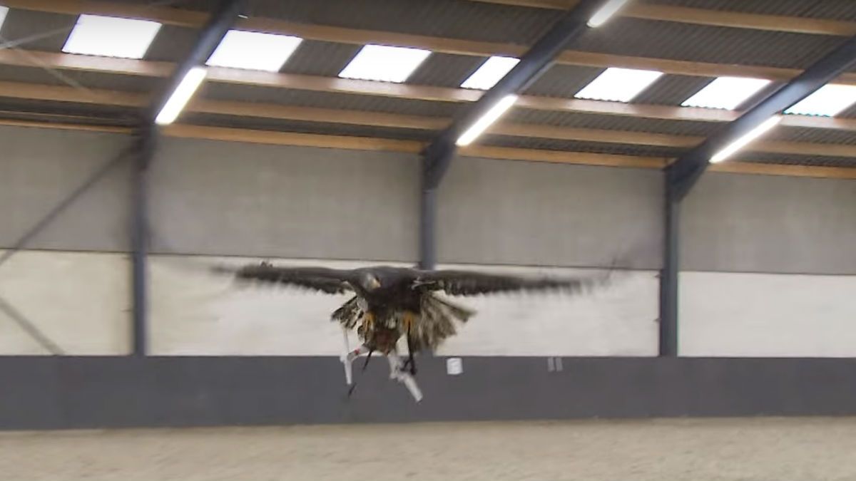 How police are using eagles to intercept enemy drones