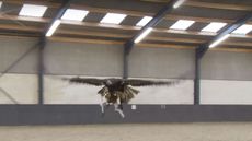 eagle-drone.jpg