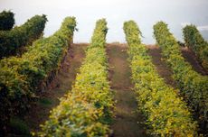 Alto Piemonte Latest Releases