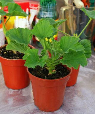 geranium cuttings in pots in greenhouse