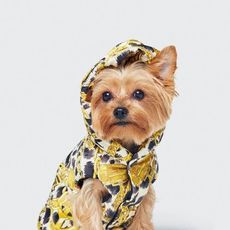 Dog, Canidae, Mammal, Dog clothes, Yorkshire terrier, Dog breed, Carnivore, Puppy, Companion dog, Terrier, 