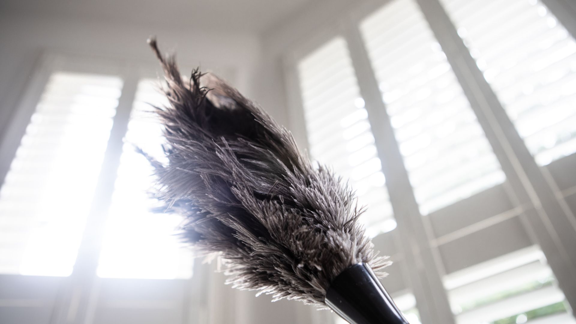 picture of feather duster