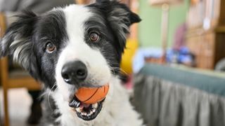 Dog with a ball in its mouth