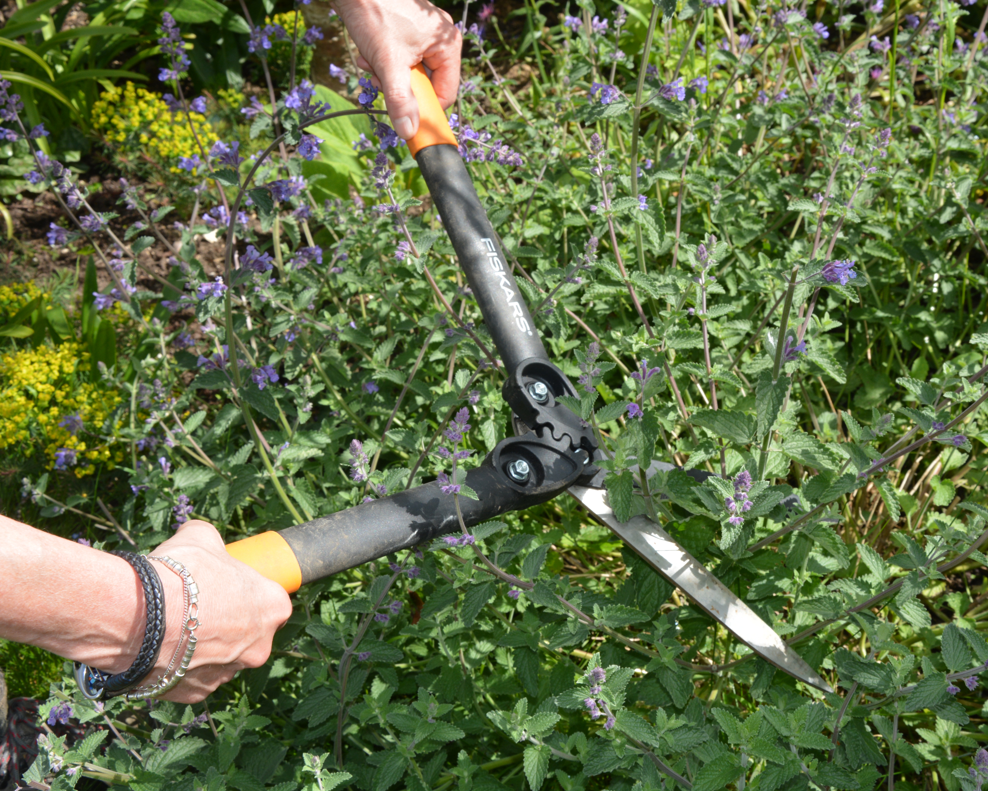 person performing chelsea chop to delay flowering