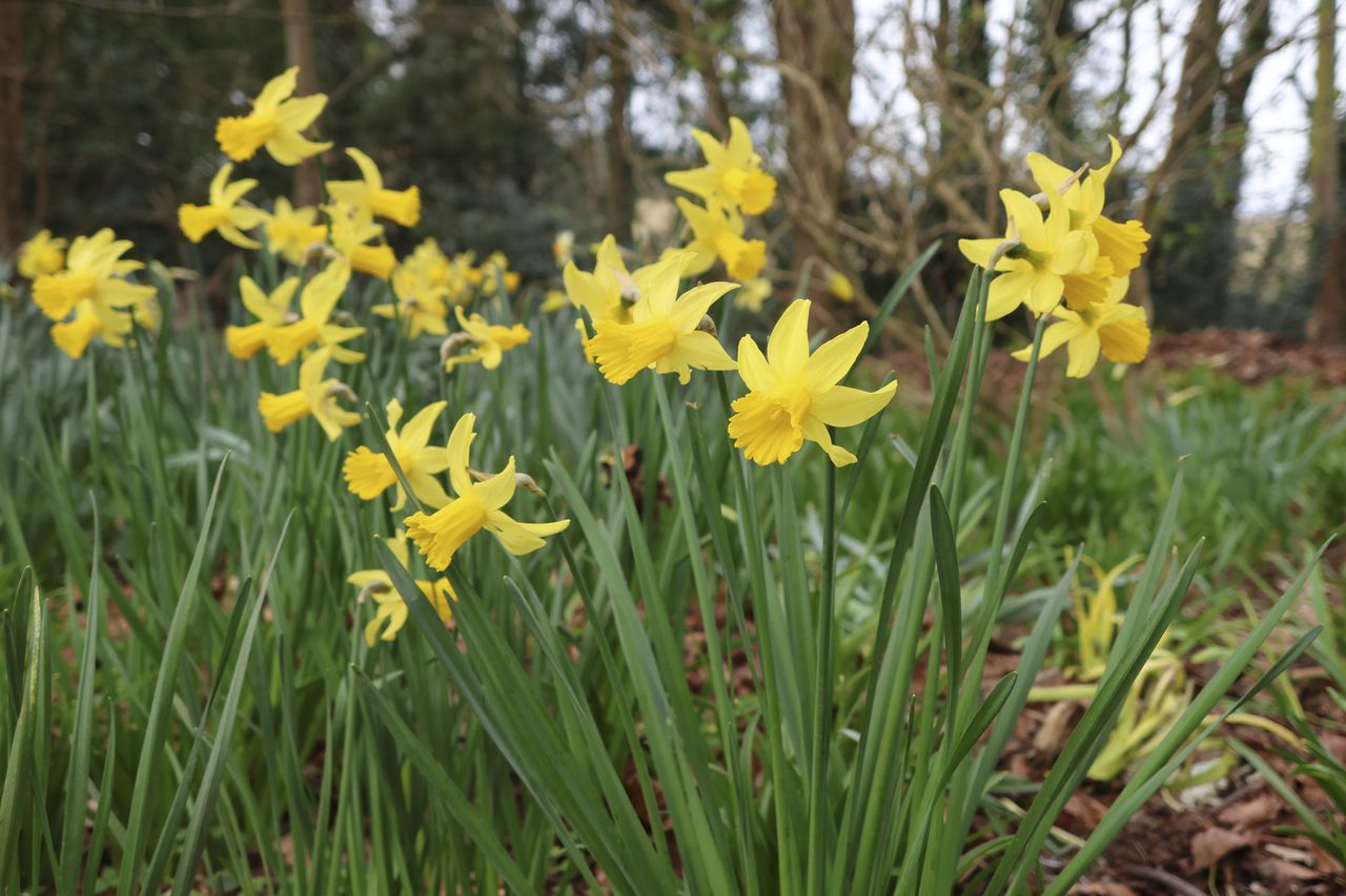 Dafodills on a cloudy day, from a low angle