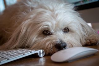 Here's another reason to ask your boss if you can bring your dog to work. Image Credit: Alamy