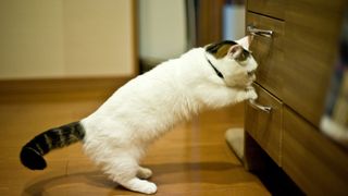 Black and white Munchkin cat trying to open a drawer