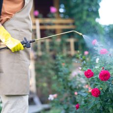 Woman spraying roses