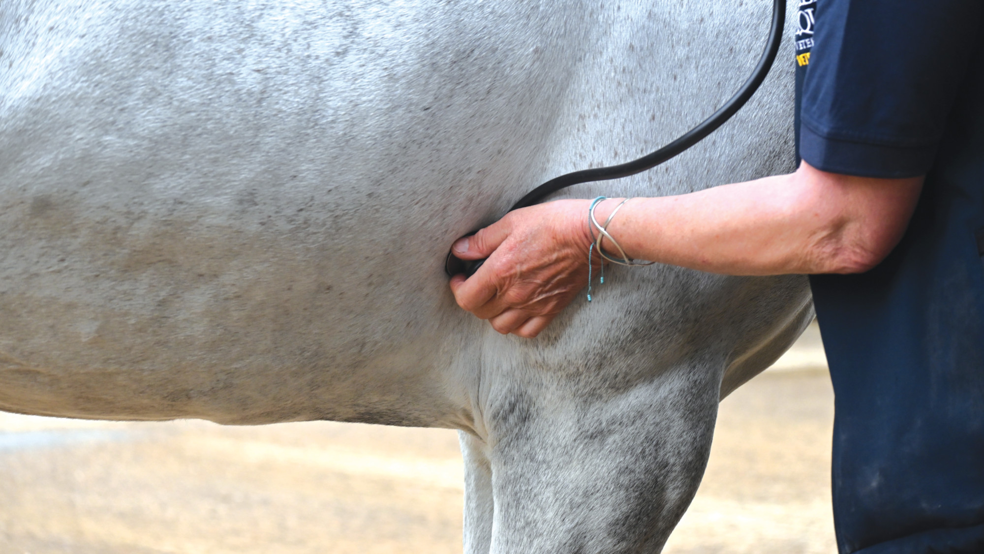 HAH510.vet_injury_prevention.new_box_hah00_lb_bellequinestockshoot_bell_equine_stock_shoot_ok_kc_bex_pattenden_fo20240514_8165-1.jpg