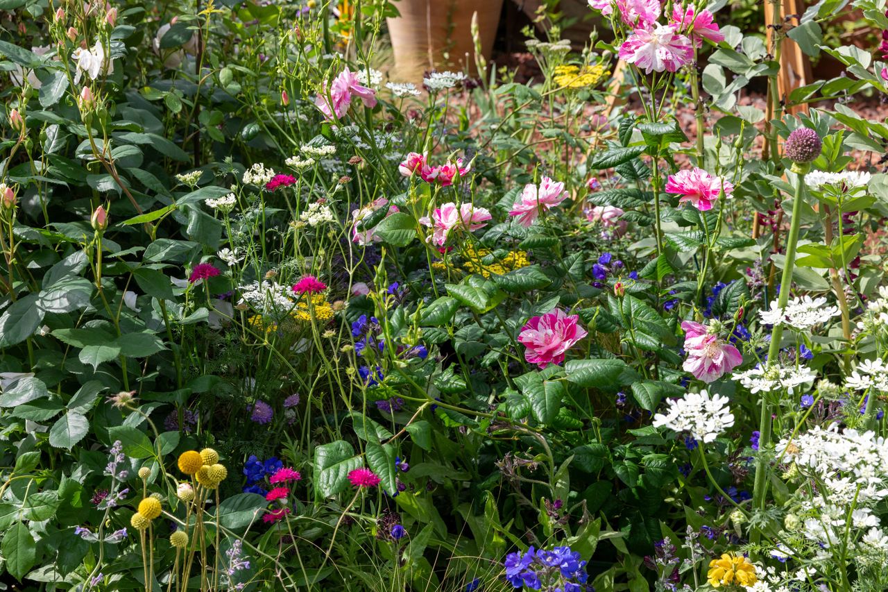 Close up and details of the King's Garden at RHS Chelsea, showing the planting and the central oak structure