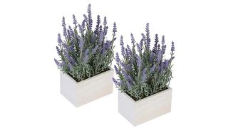 best lavender plant