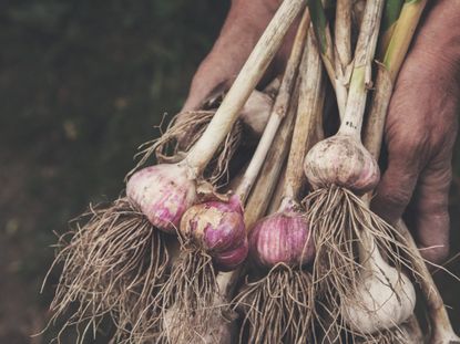 Hands Holding Uprooted Garlic Plants