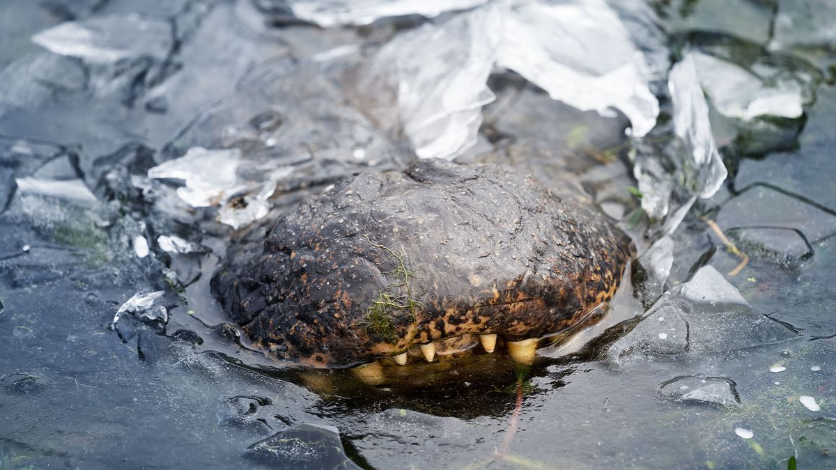 Les alligators survivent à la vague de froid en devenant « gelés » dans les étangs de Caroline du Nord et du Texas