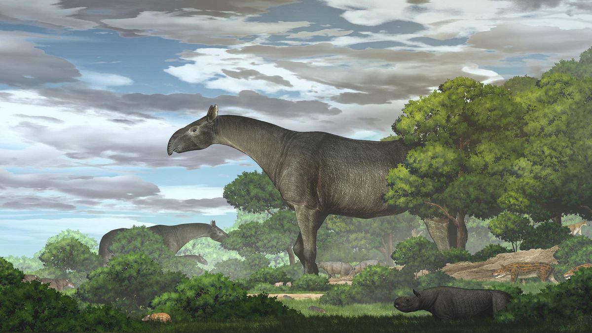 Ancient giant rhino was one of the largest mammals ever to walk Earth ...