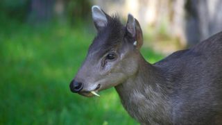 Tufted deer