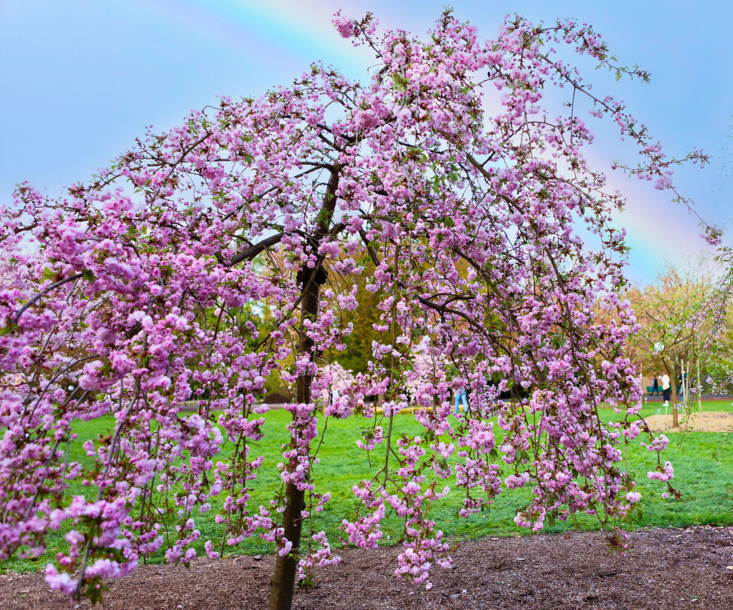 Pink Weeping Cherry In Landscape