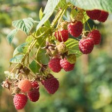 Close up of autumn-fruiting raspberries