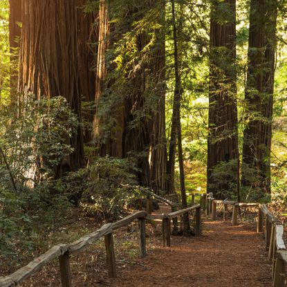 Big trees, coast redwood trees in forest with path