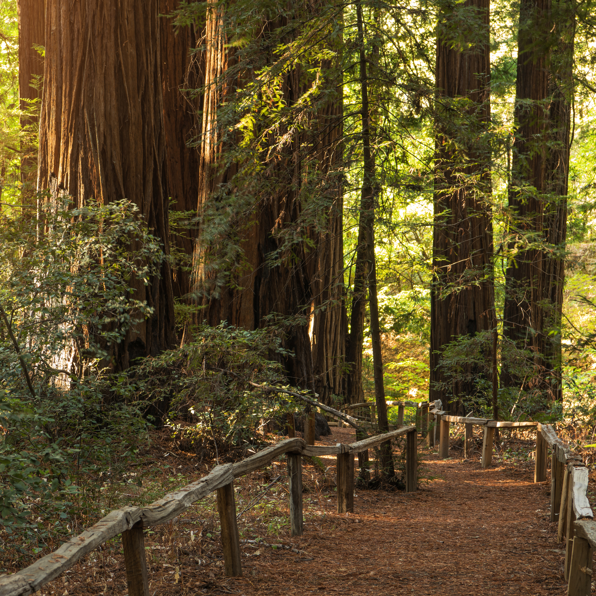 Big trees, coast redwood trees in forest with path