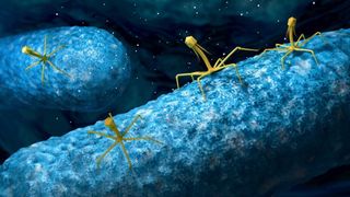 illustration of several bacteriophages (viruses) on a bacterial cell