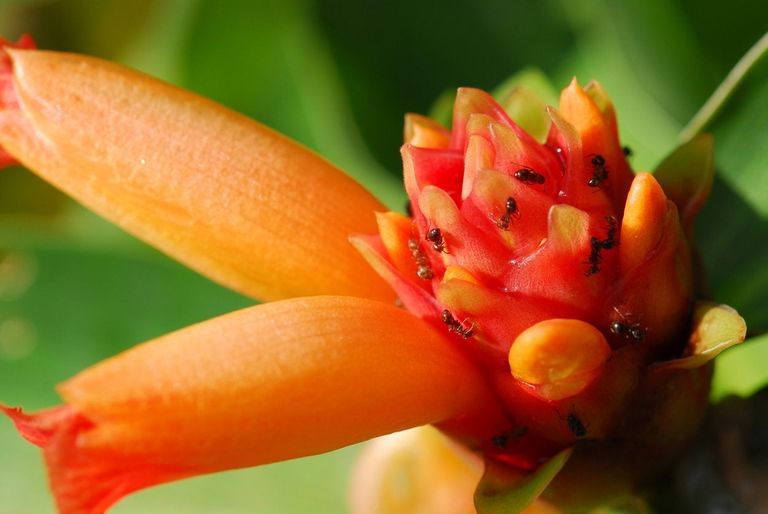 Ginger Pest Problems Dealing With Bugs That Eat Ginger Plants